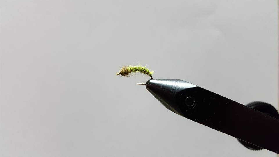 Caddis Larva