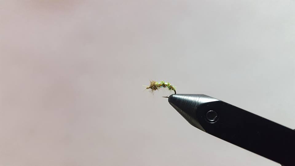 Electric Caddis