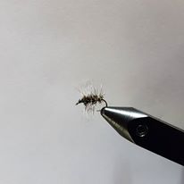 Griffiths Gnat