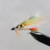 Little Brook Trout