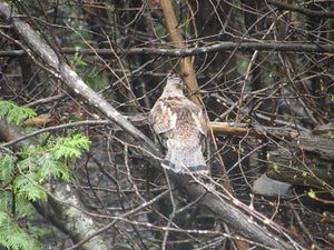 Maine Grouse Hunt